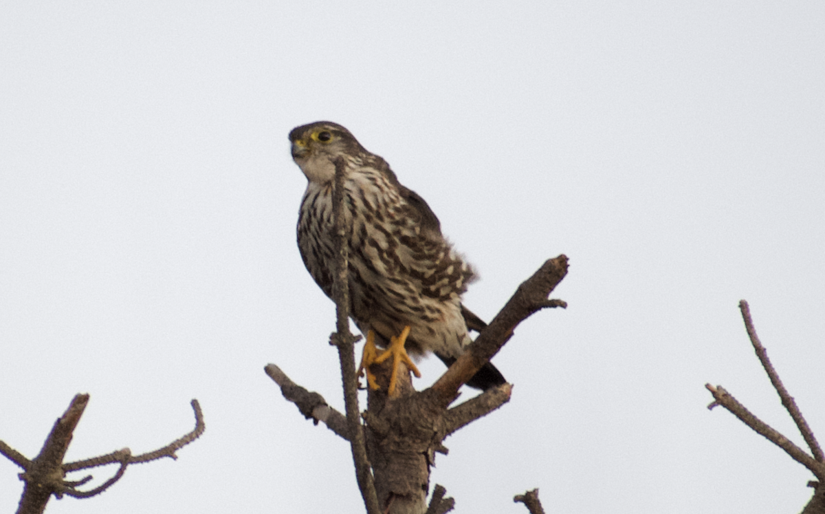 Merlin - ML642090339