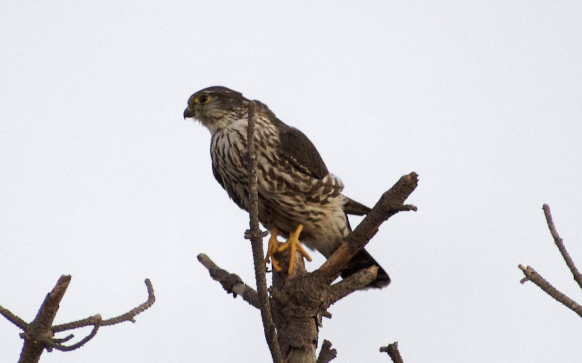 Merlin - ML642090340