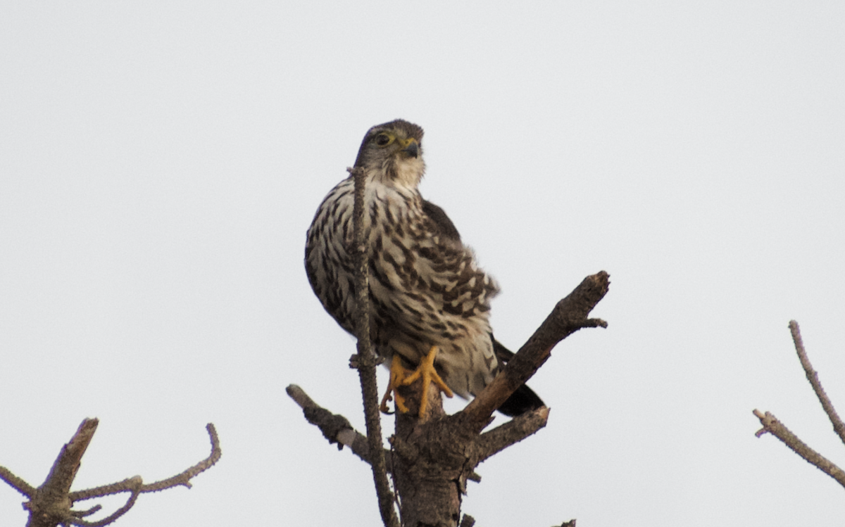 Merlin - ML642090341