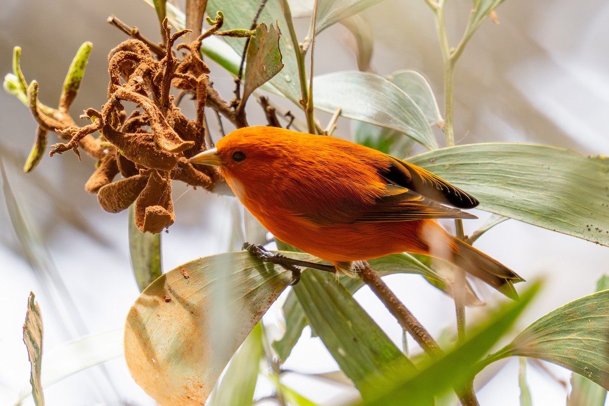 Hawaii-Akepakleidervogel - ML642090344