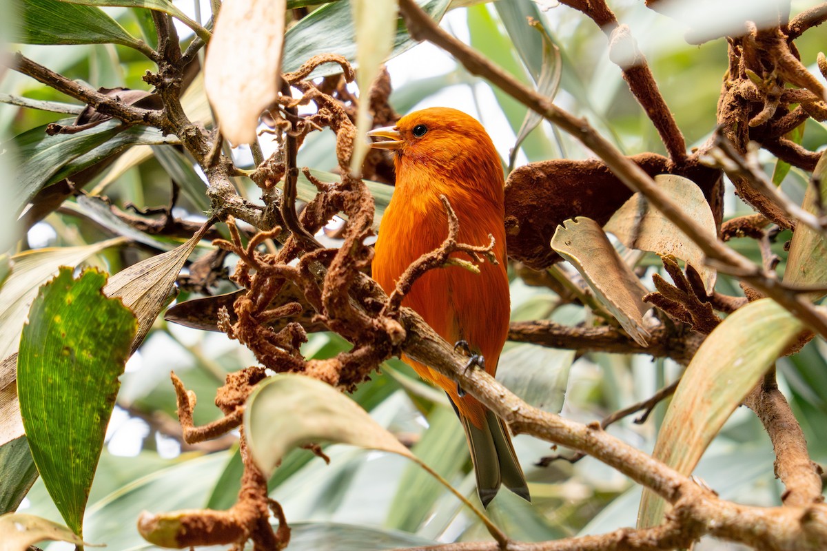 Hawaii-Akepakleidervogel - ML642090345