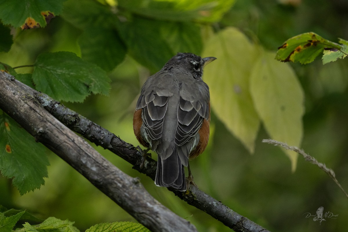 American Robin - ML642090355