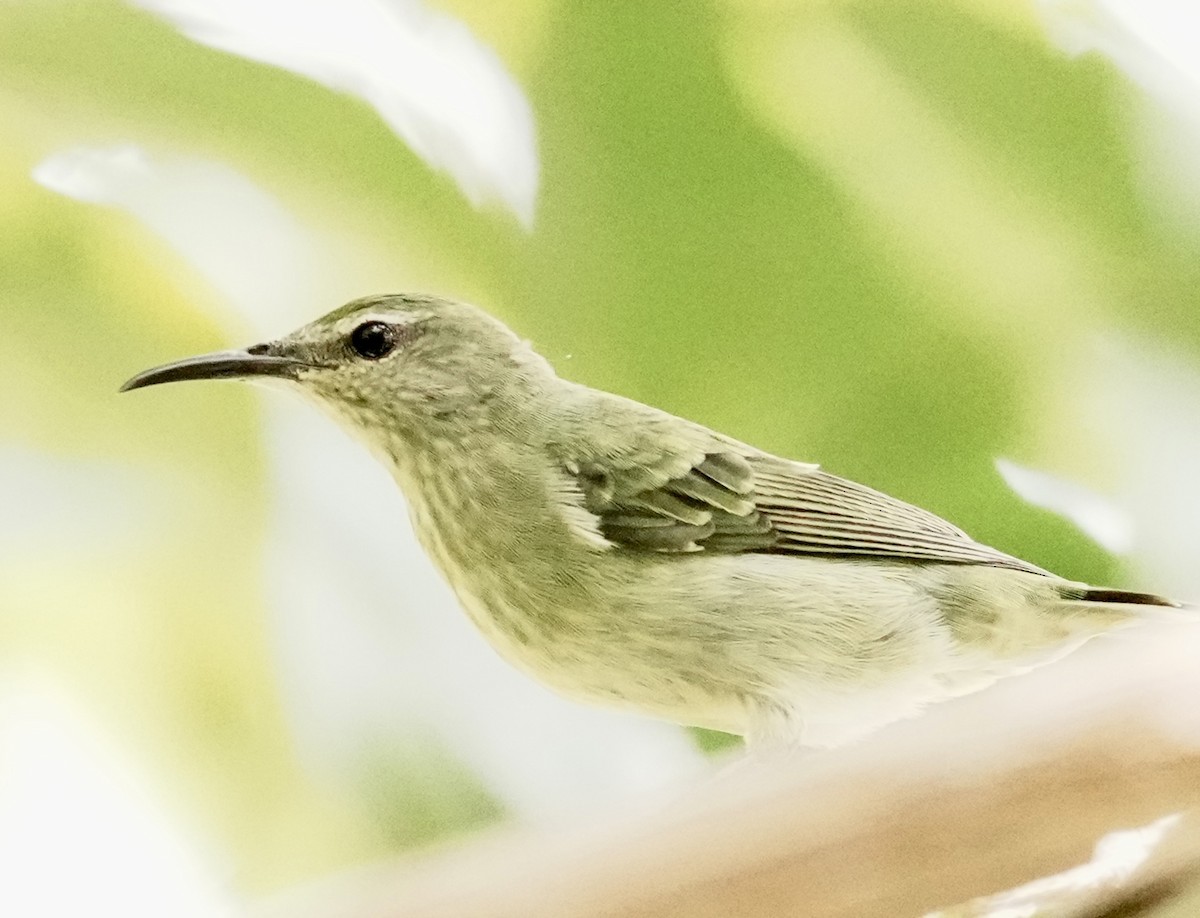 Red-legged Honeycreeper - ML642090361