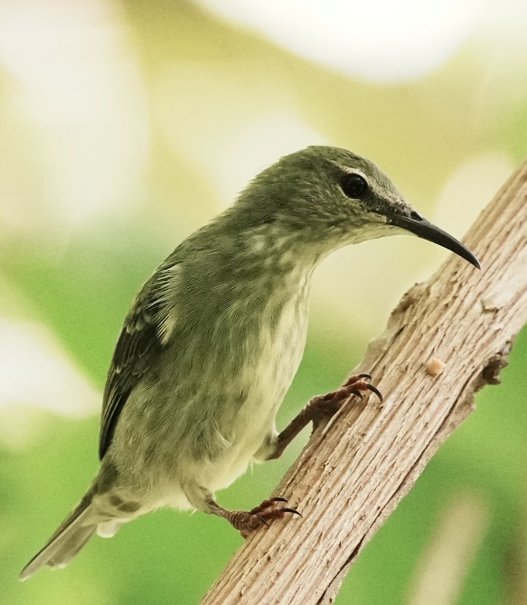 Red-legged Honeycreeper - ML642090362