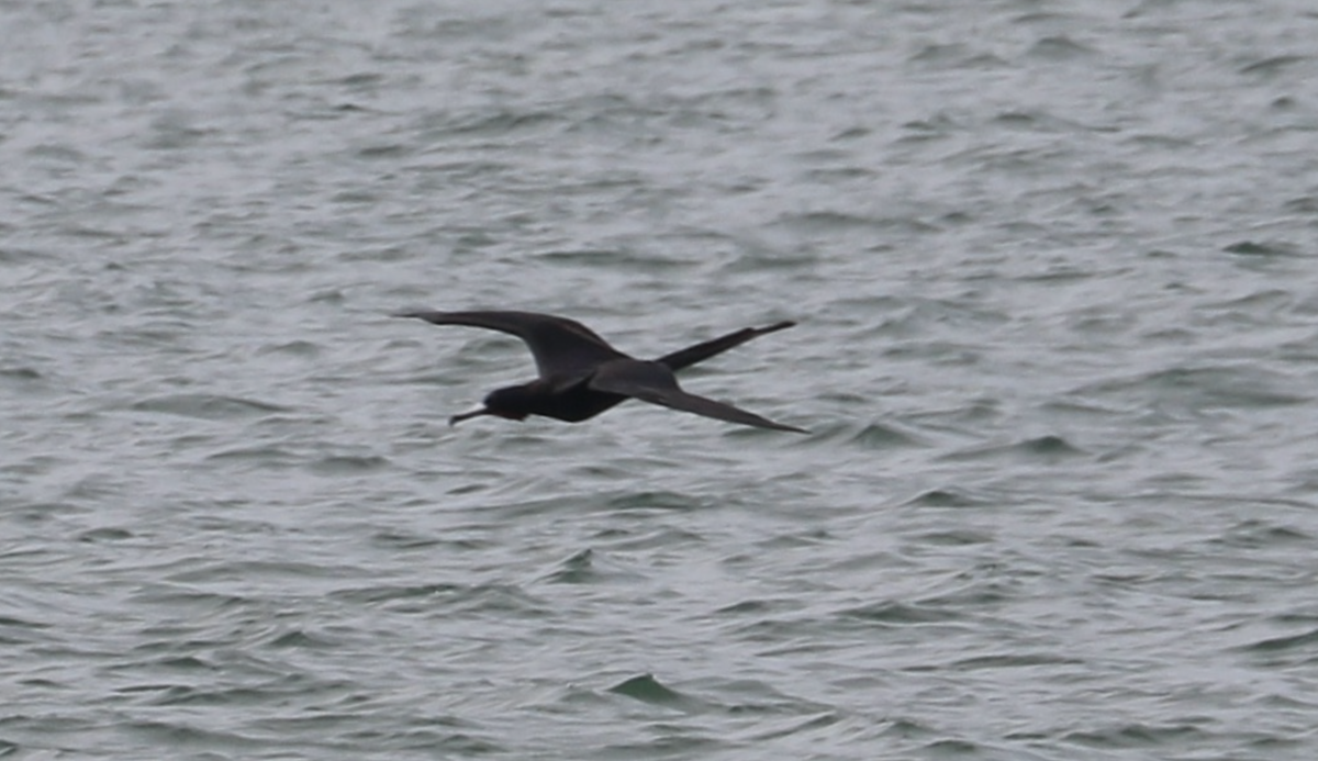 Magnificent Frigatebird - ML642090372