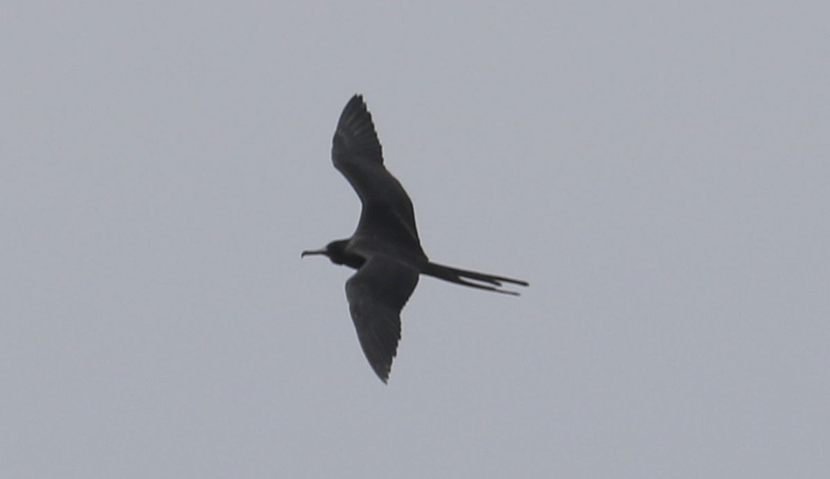 Magnificent Frigatebird - ML642090373