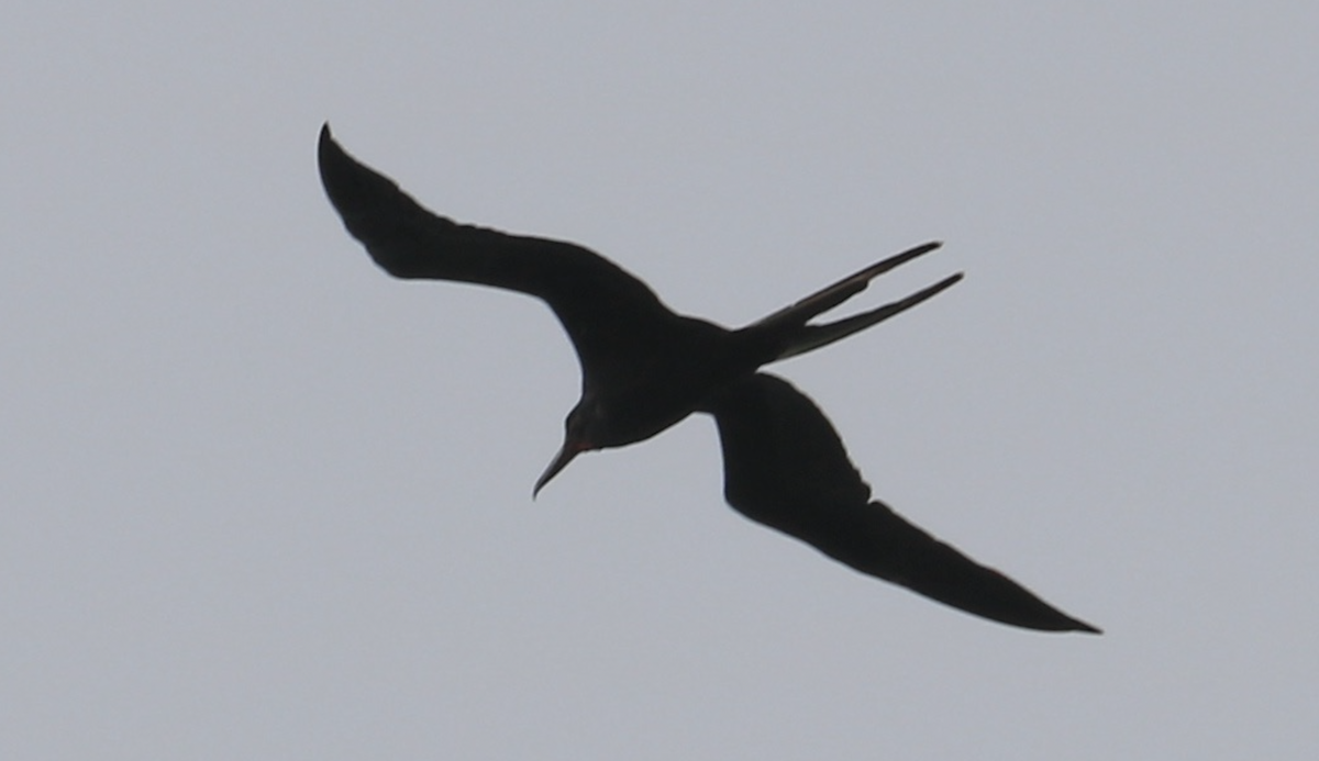 Magnificent Frigatebird - ML642090374