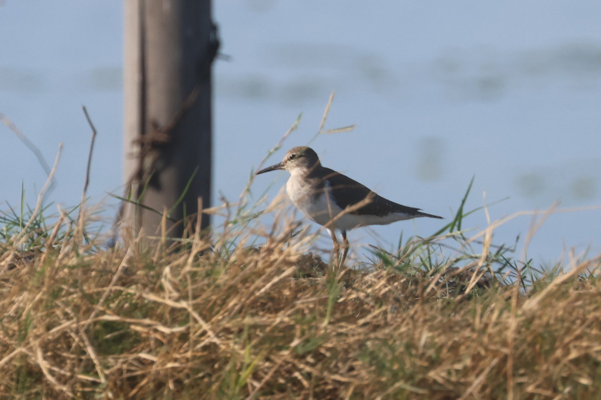 Common Sandpiper - ML642090376