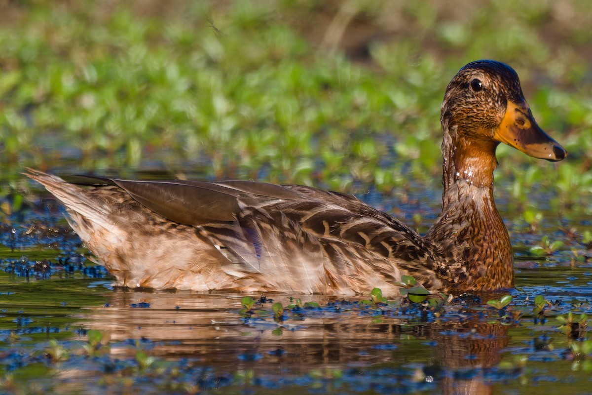 Mallard - ML642090377