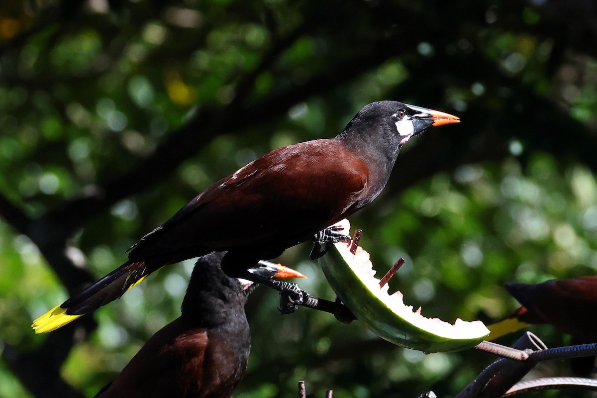 montezumaoropendola - ML642090386