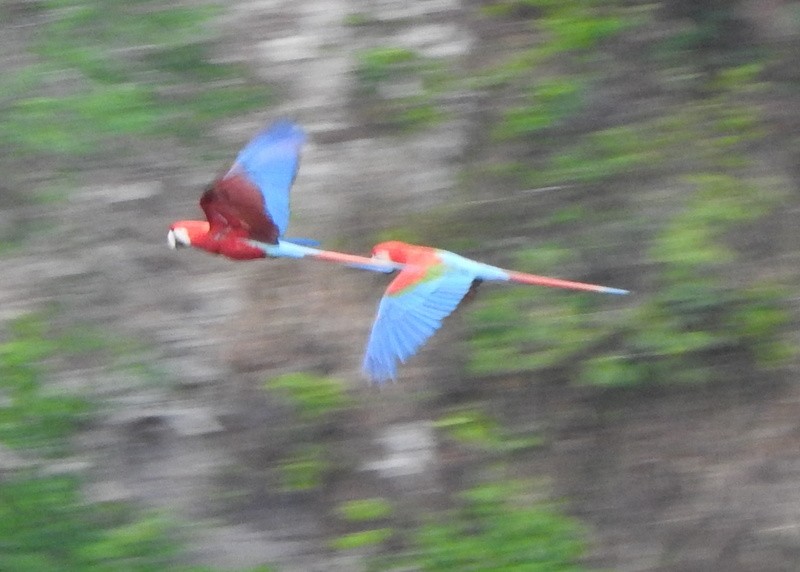 Red-and-green Macaw - ML642090389