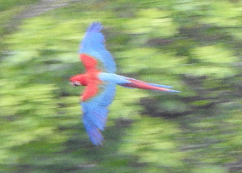 Red-and-green Macaw - ML642090390