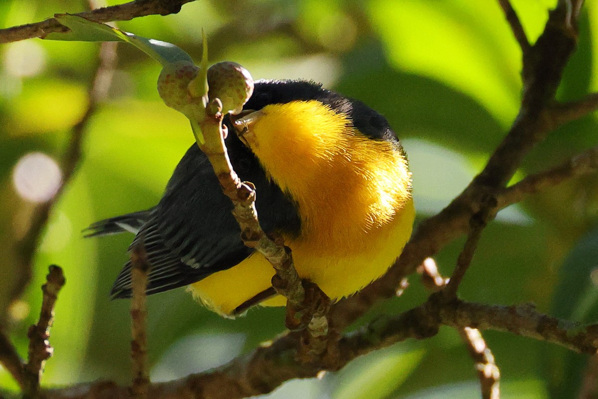 Tropikal Parula - ML642090394