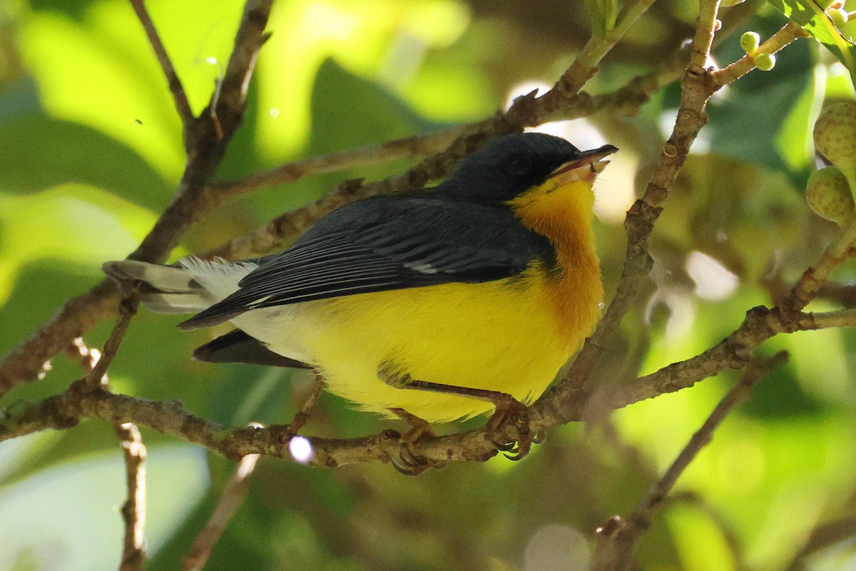 Tropikal Parula - ML642090395