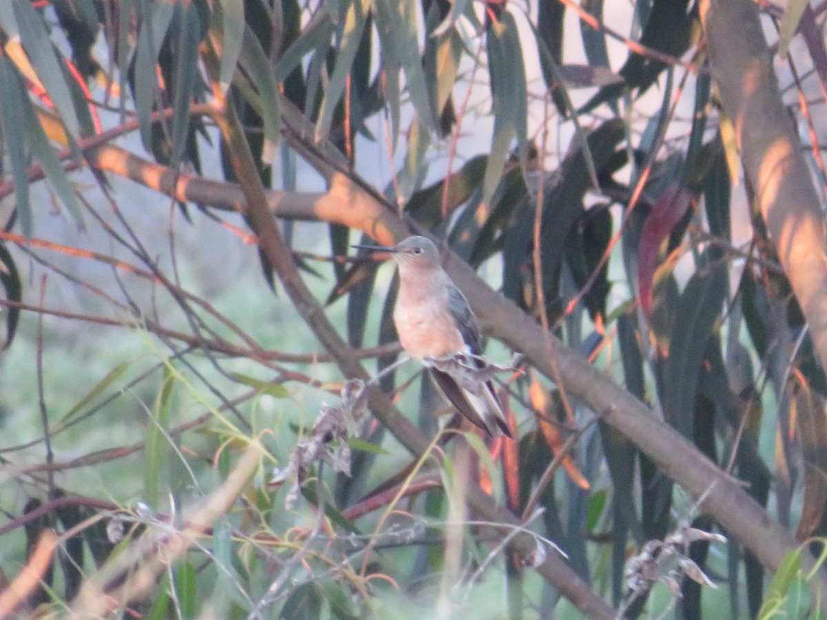 Giant Hummingbird - ML642090397