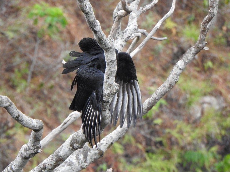 Black Vulture - ML642090398