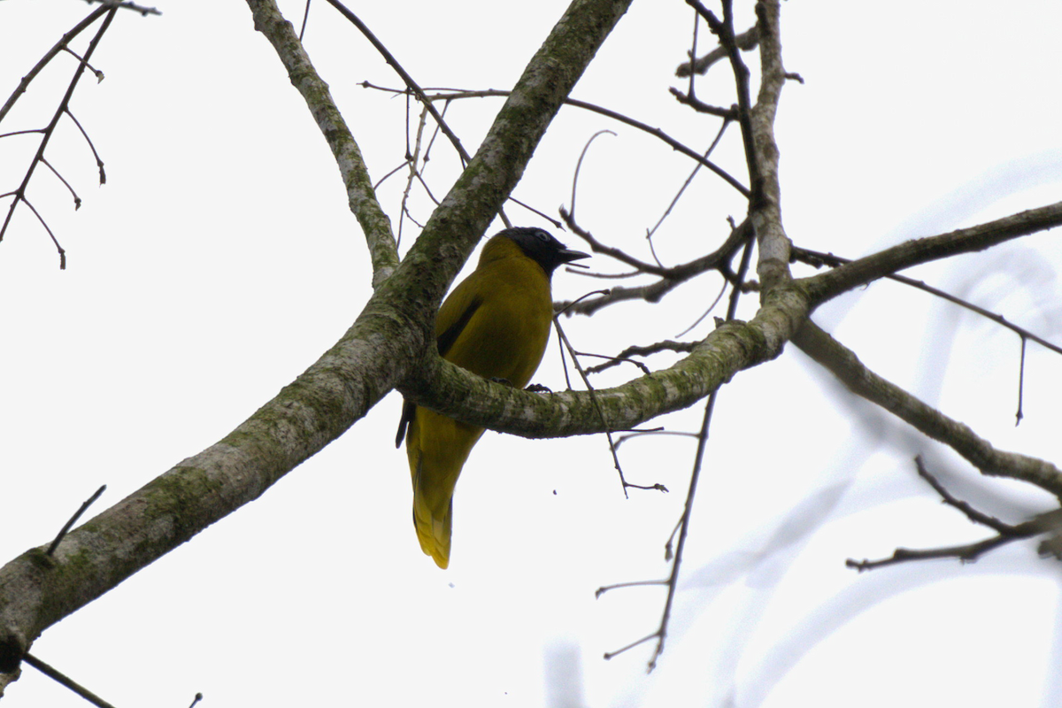 Black-headed Bulbul - ML642090405