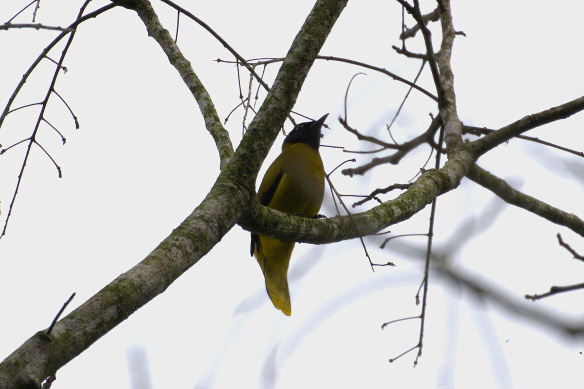 Black-headed Bulbul - ML642090406
