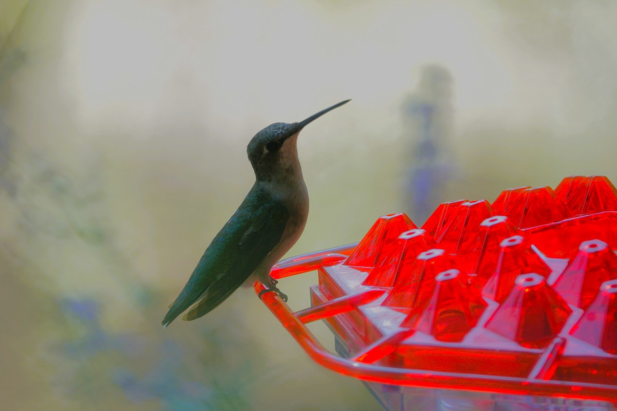 Ruby-throated Hummingbird - ML642090415
