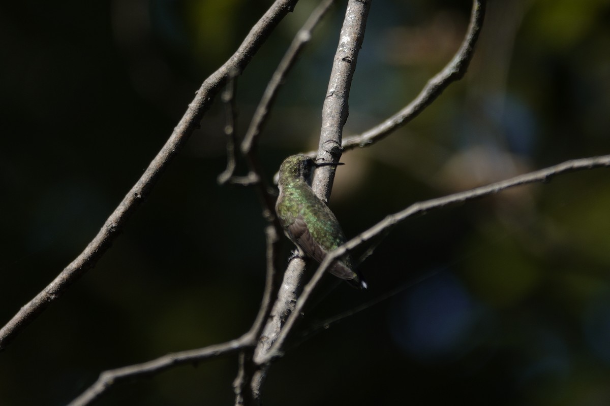 Ruby-throated Hummingbird - ML642090417