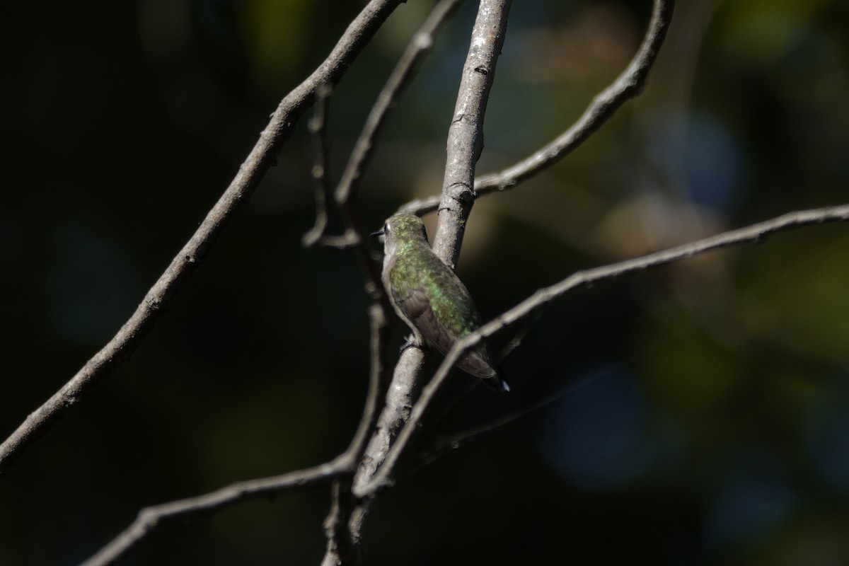 Ruby-throated Hummingbird - ML642090419