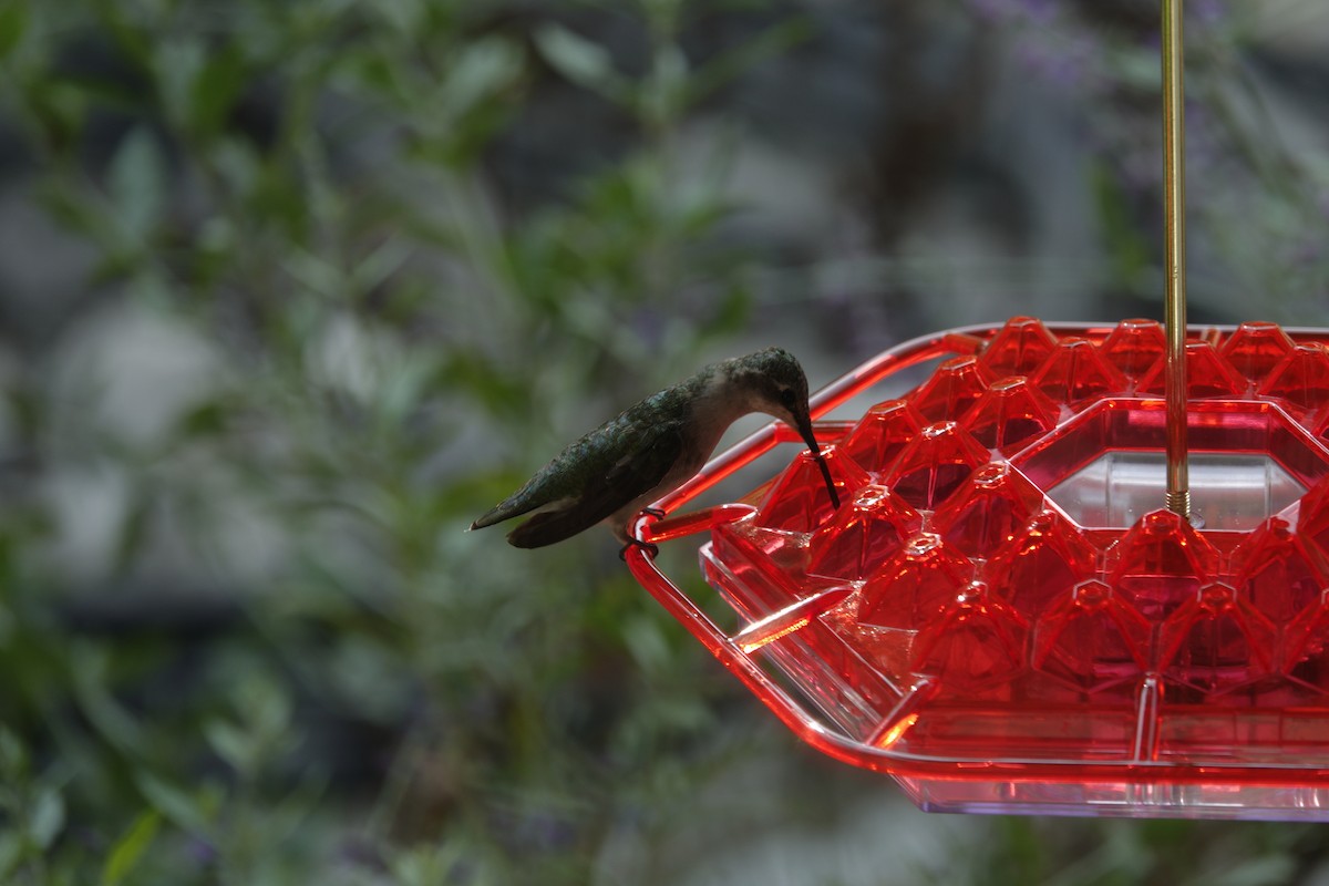 Ruby-throated Hummingbird - ML642090420