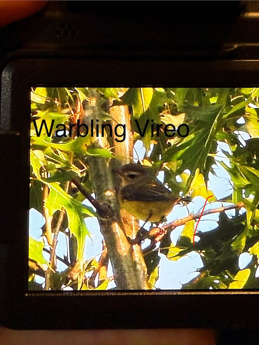 Vireo Gorjeador Oriental - ML642090439