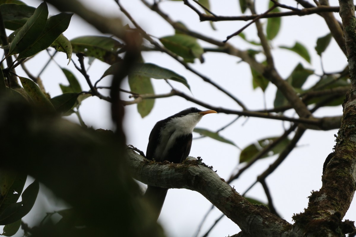 Indian Scimitar-Babbler - ML642090453