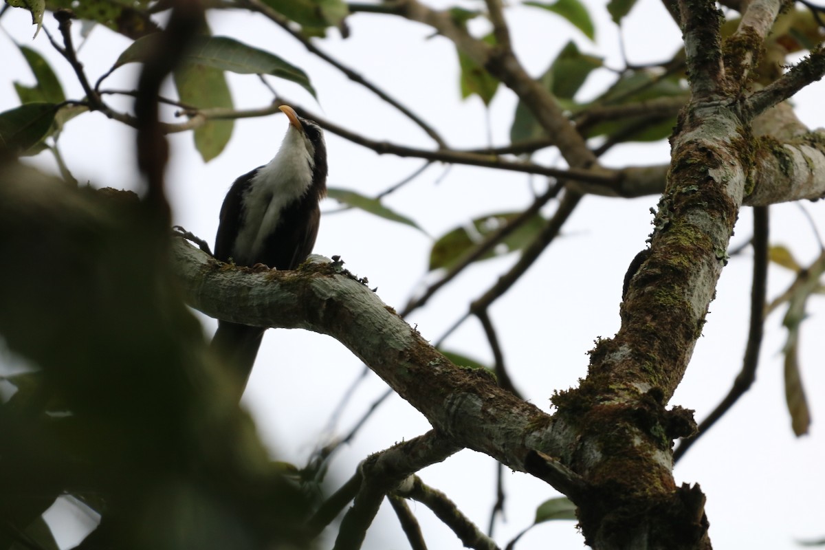 Indian Scimitar-Babbler - ML642090454