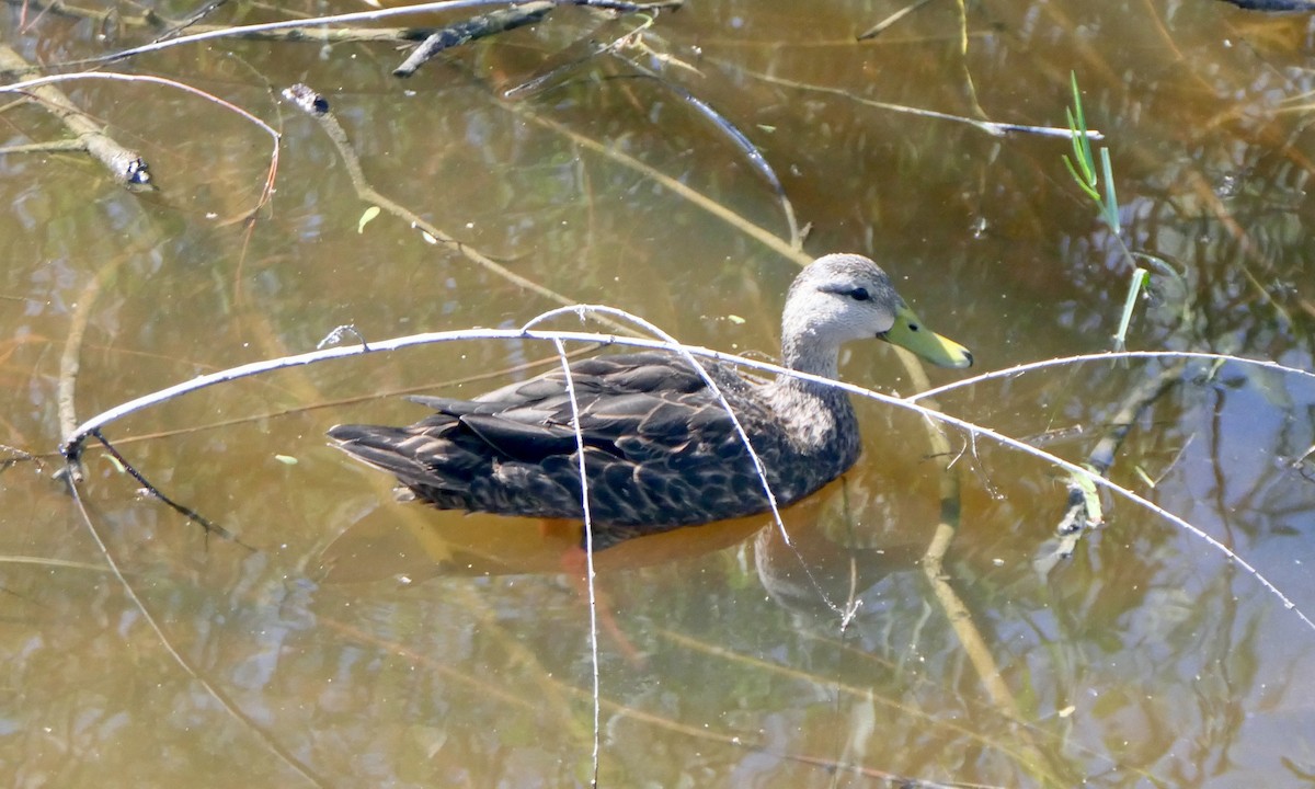 Mottled Duck - ML642090460