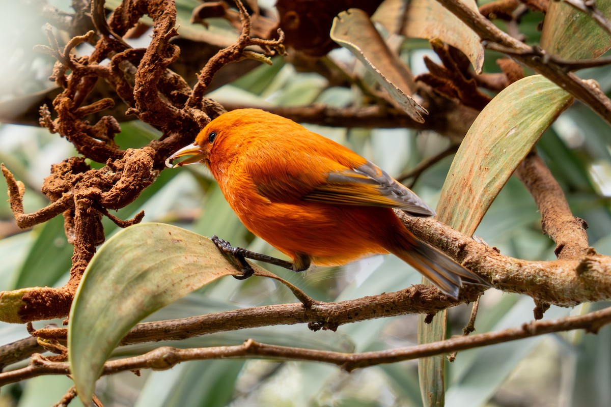 Hawaii-Akepakleidervogel - ML642090474