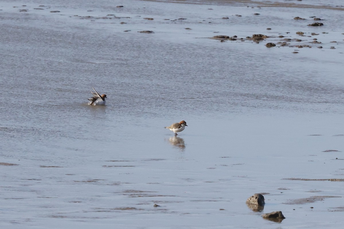 Red-capped Plover - ML642090476