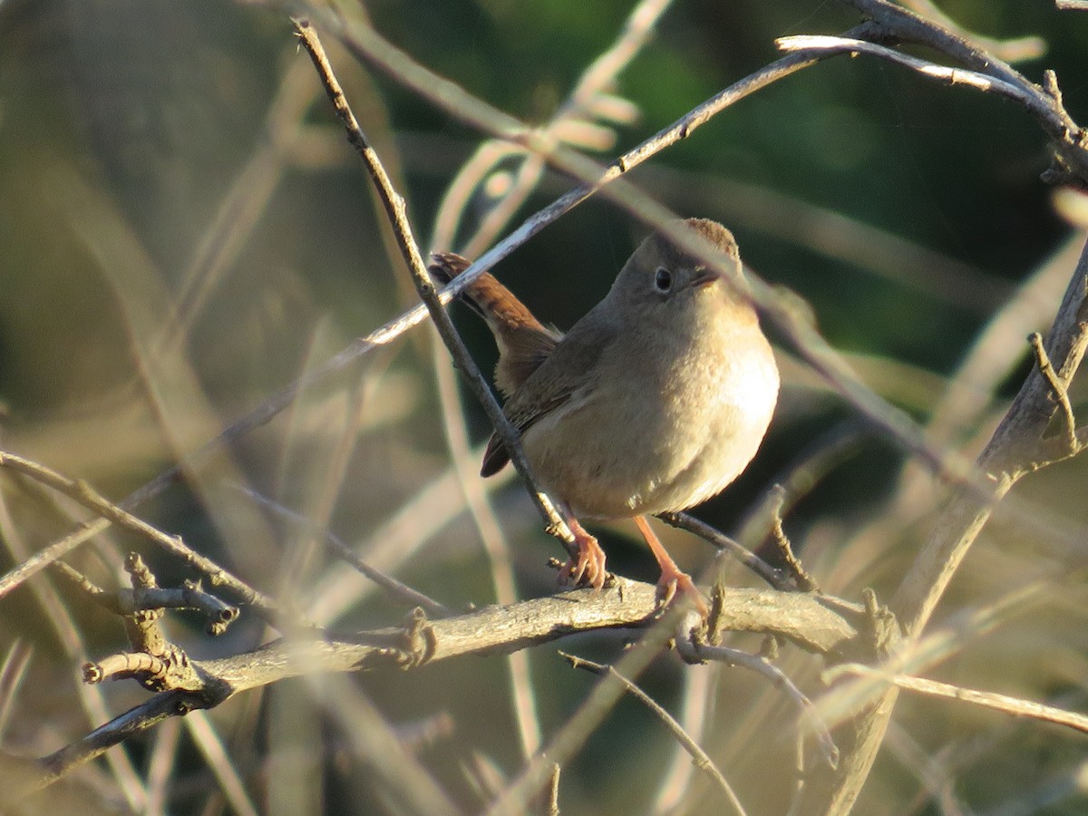 Southern House Wren - ML642090480