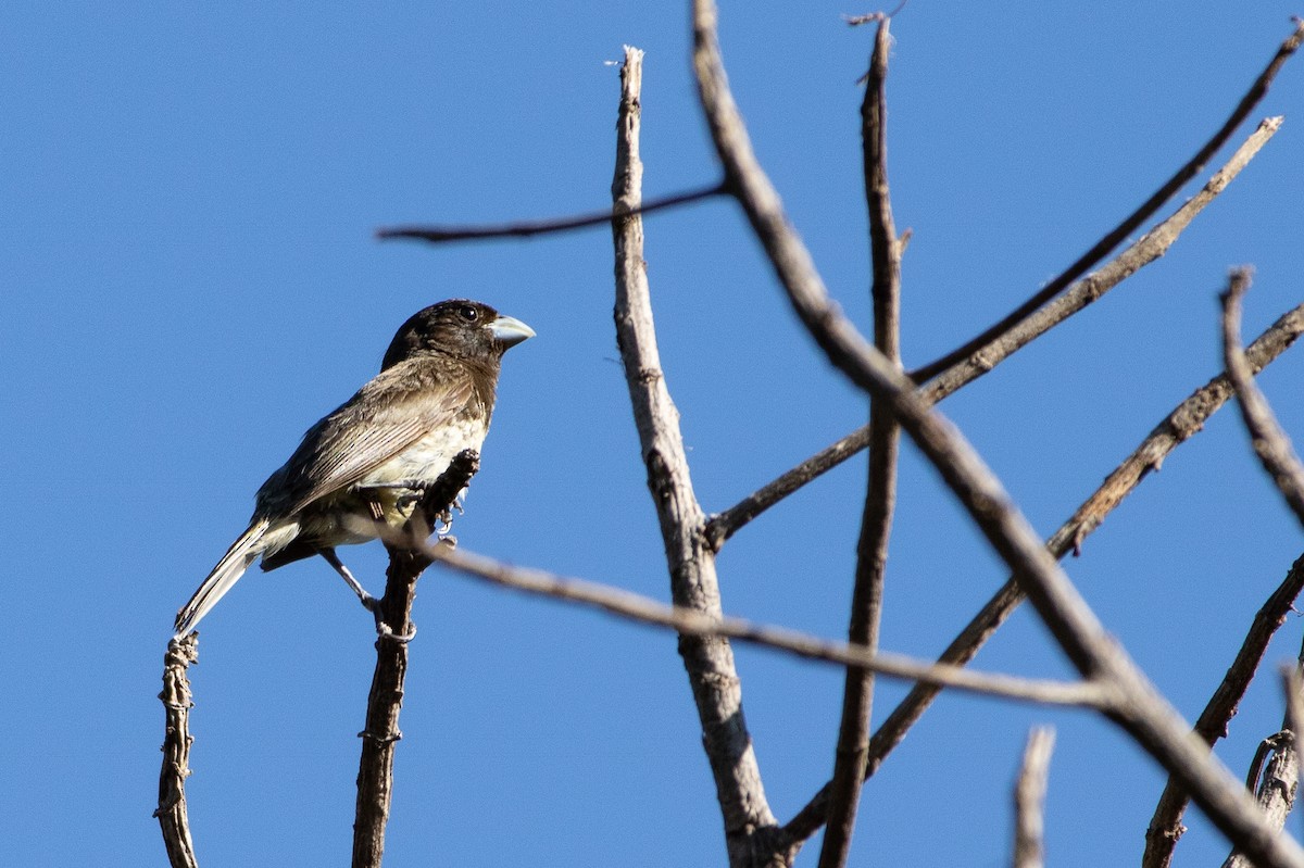 Yellow-bellied Seedeater - ML642090483
