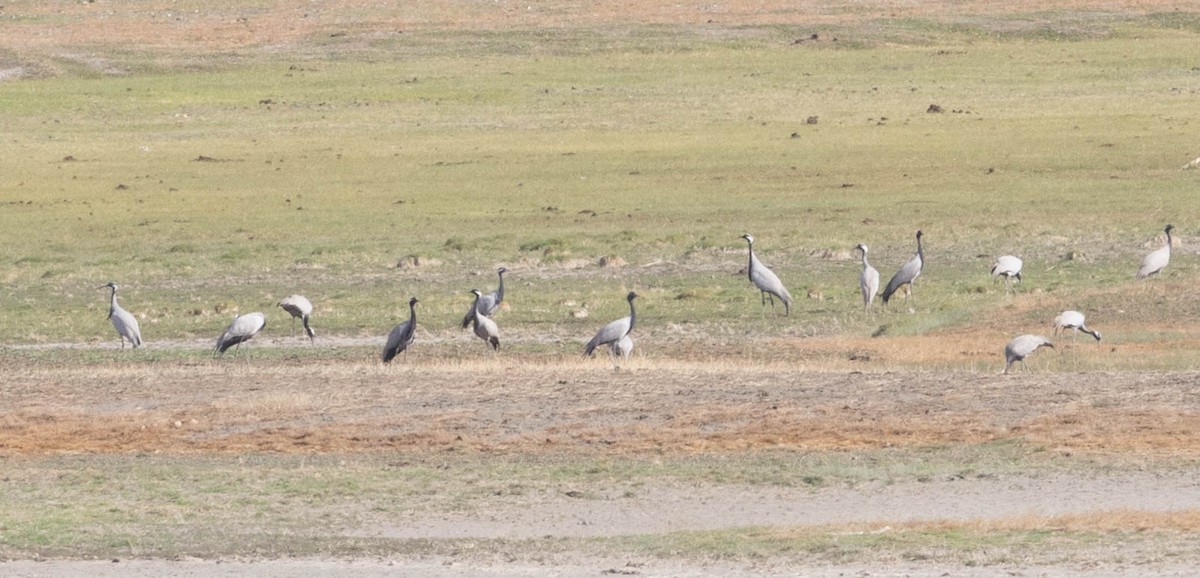 Demoiselle Crane - ML642090498