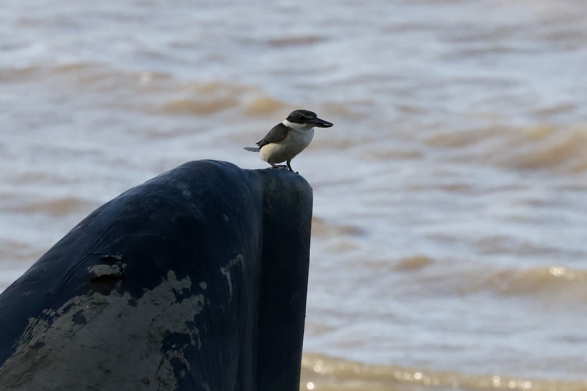 Sacred Kingfisher (Australasian) - ML642090517