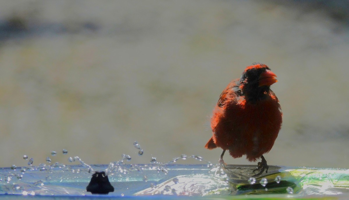 Northern Cardinal - ML642090528