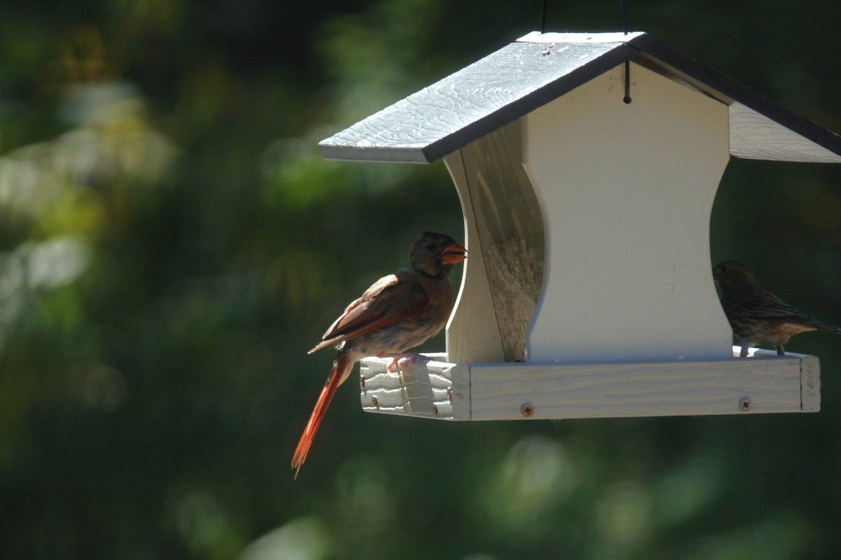 Northern Cardinal - ML642090529