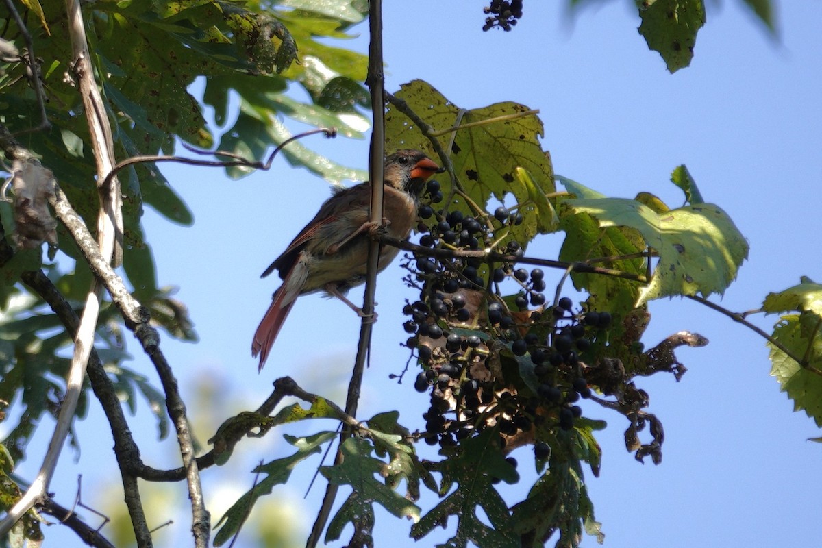 Northern Cardinal - ML642090530