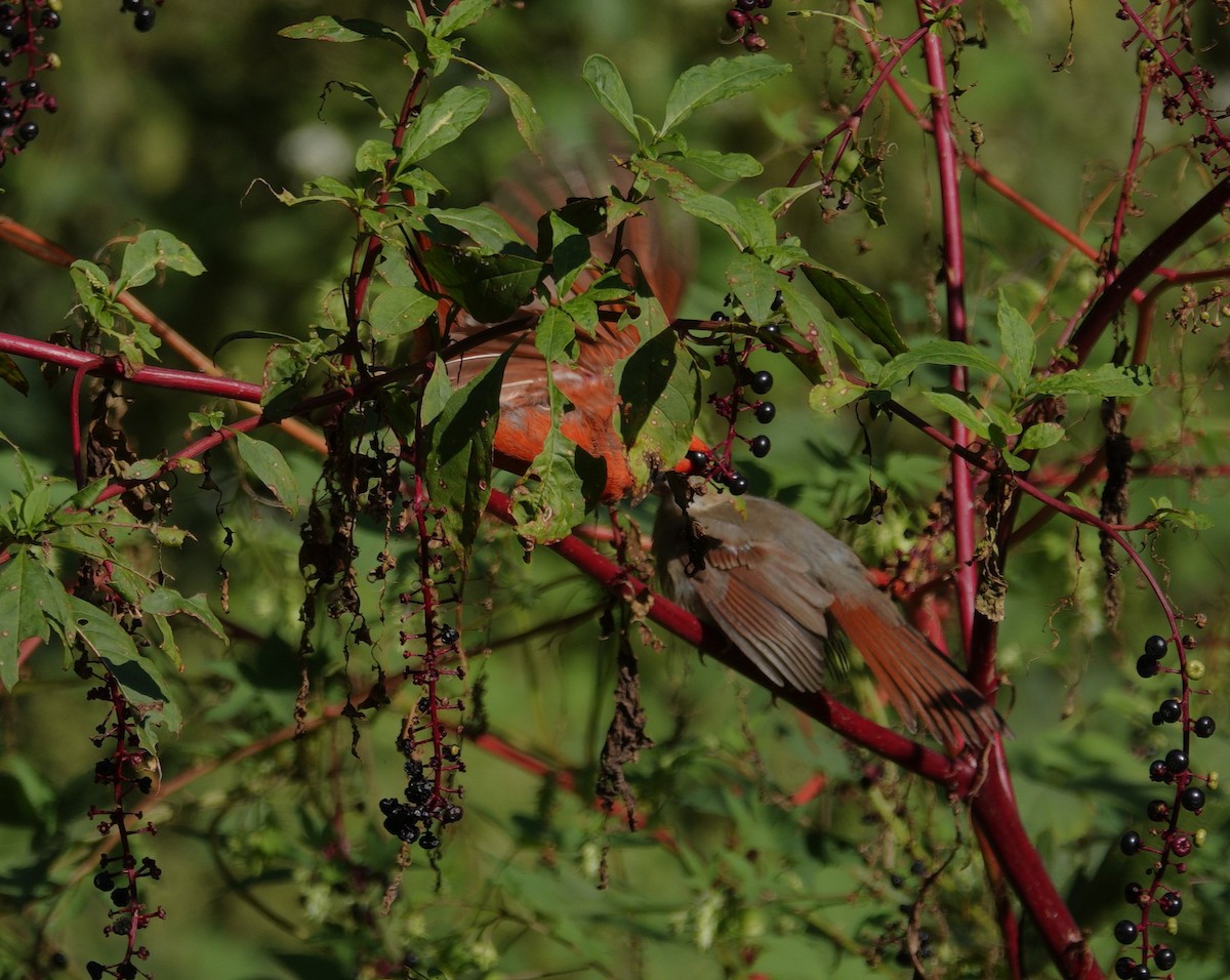 Northern Cardinal - ML642090531