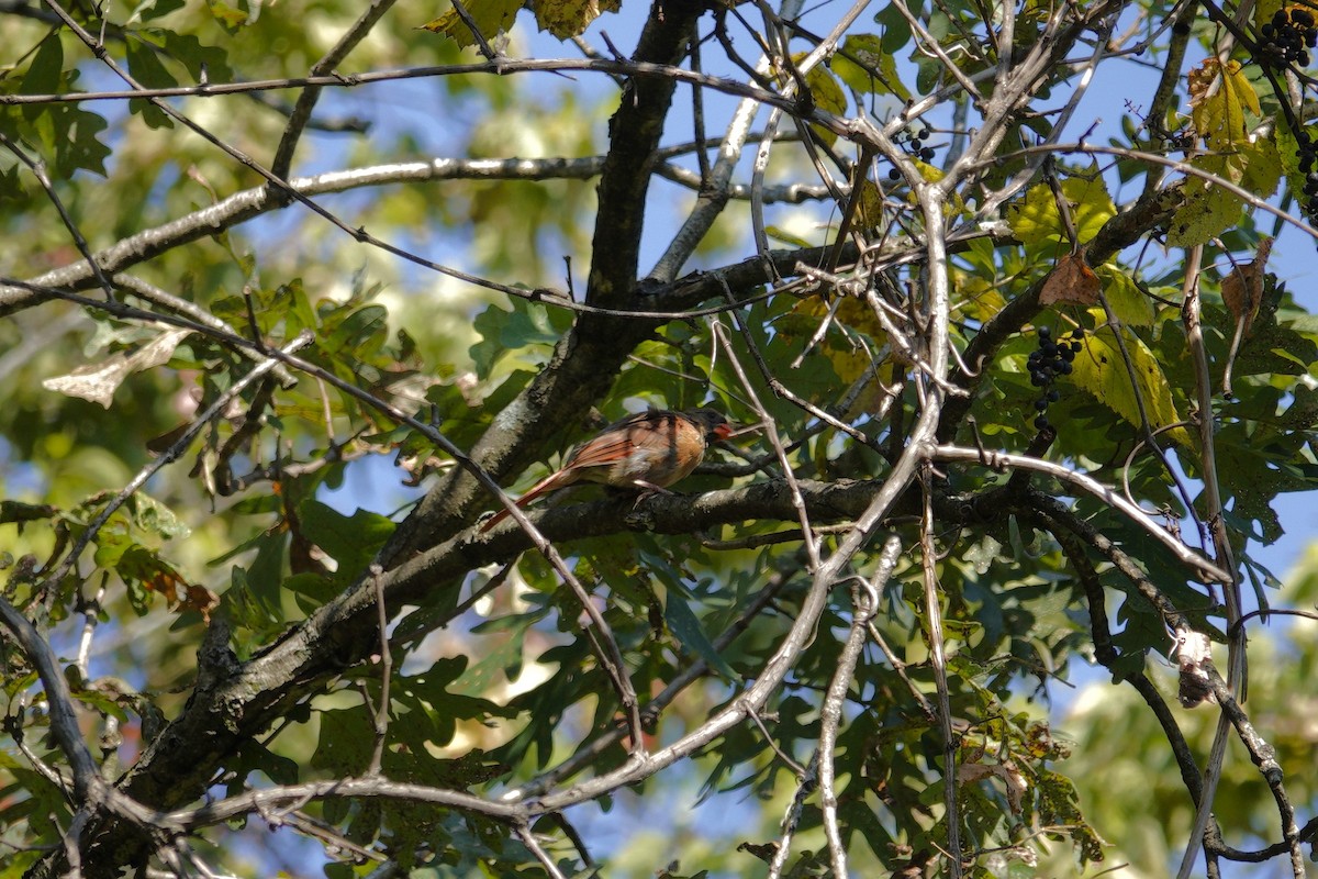 Northern Cardinal - ML642090532
