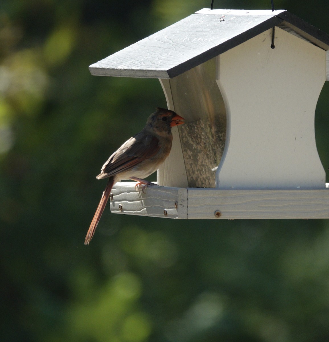 Northern Cardinal - ML642090533