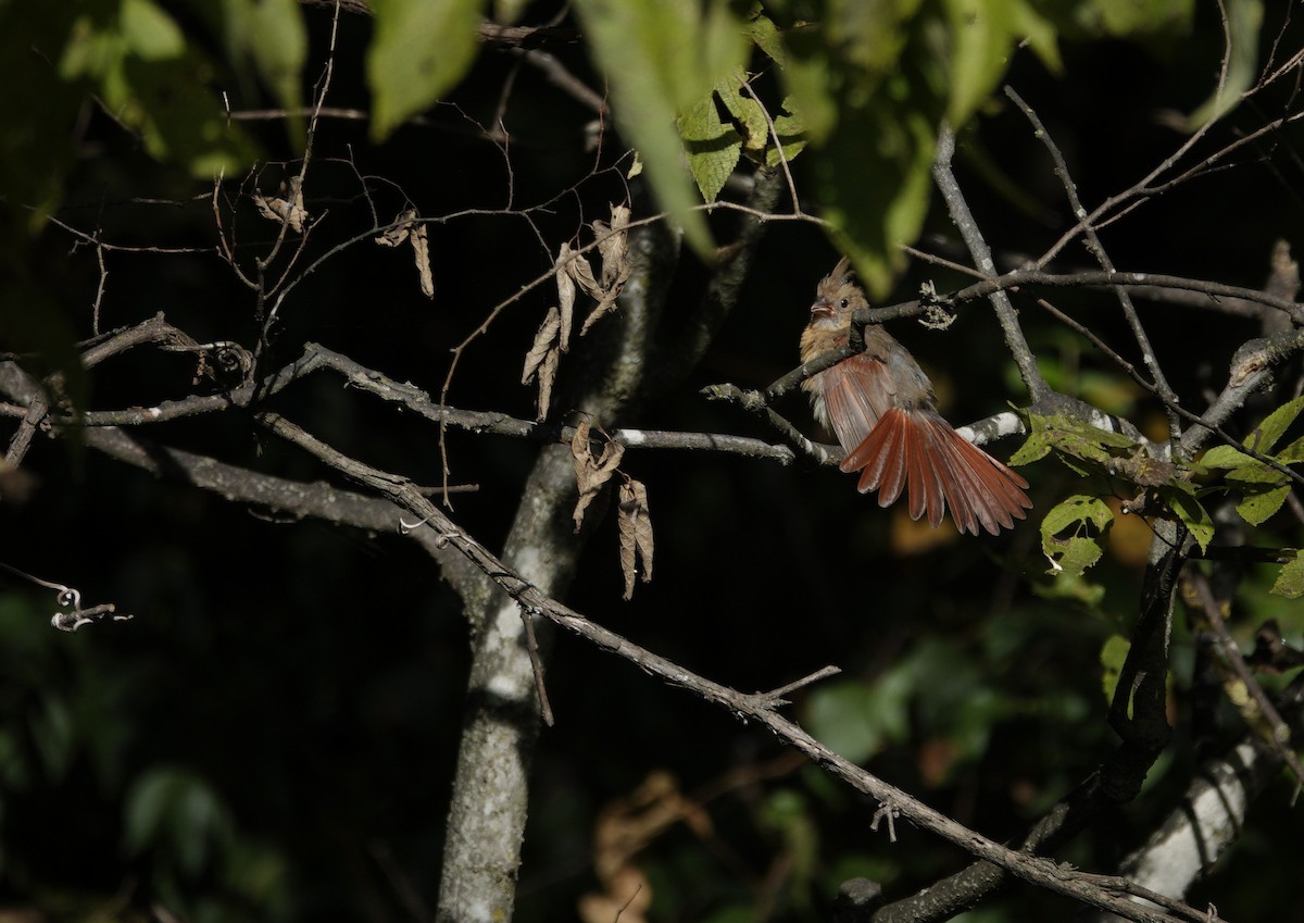 Northern Cardinal - ML642090534