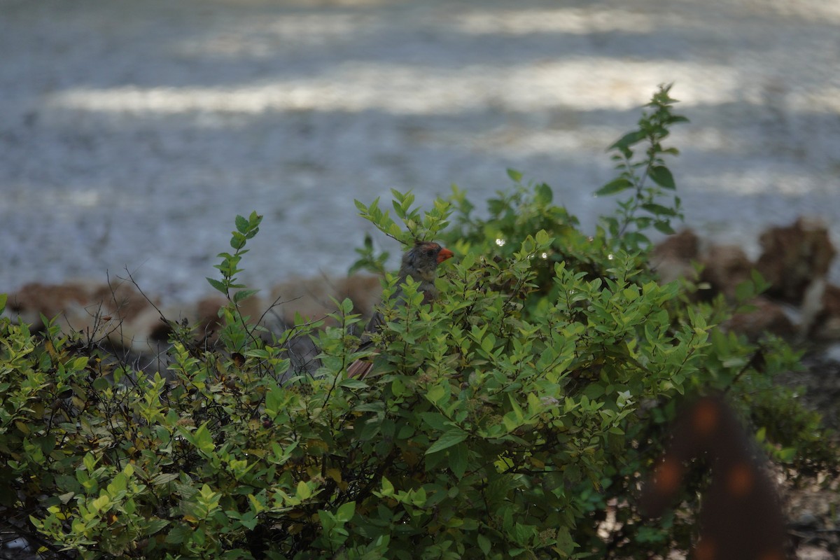 Northern Cardinal - ML642090535