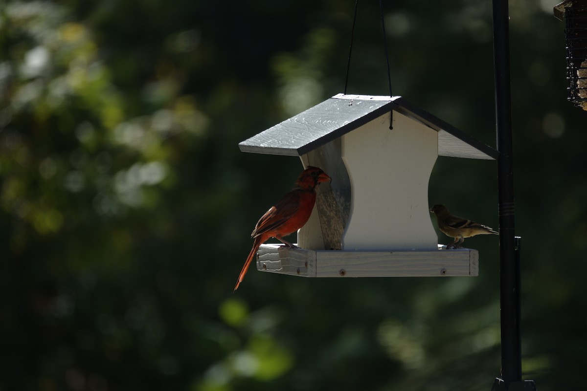 Northern Cardinal - ML642090538