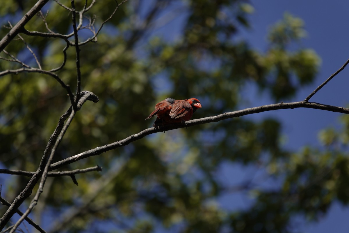 Northern Cardinal - ML642090539