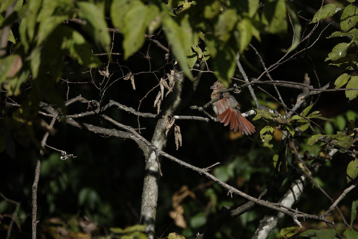Northern Cardinal - ML642090540