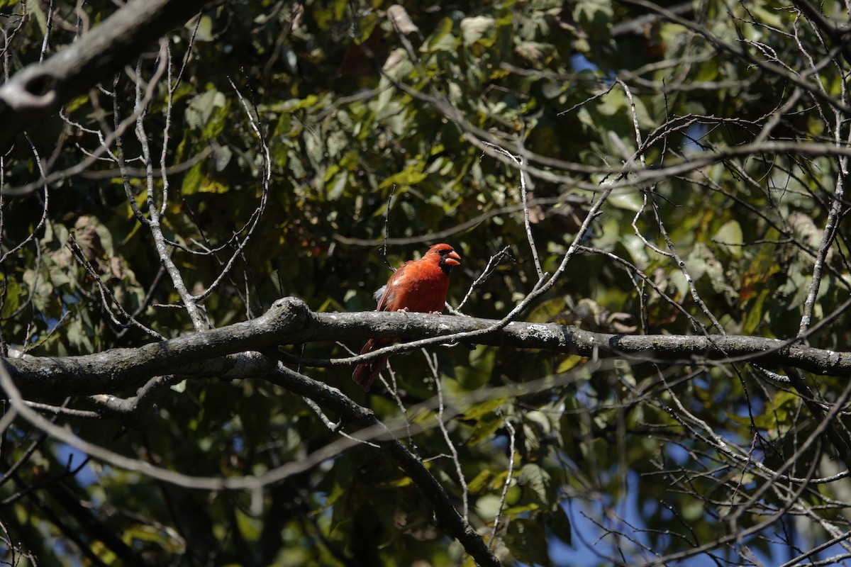 Northern Cardinal - ML642090541