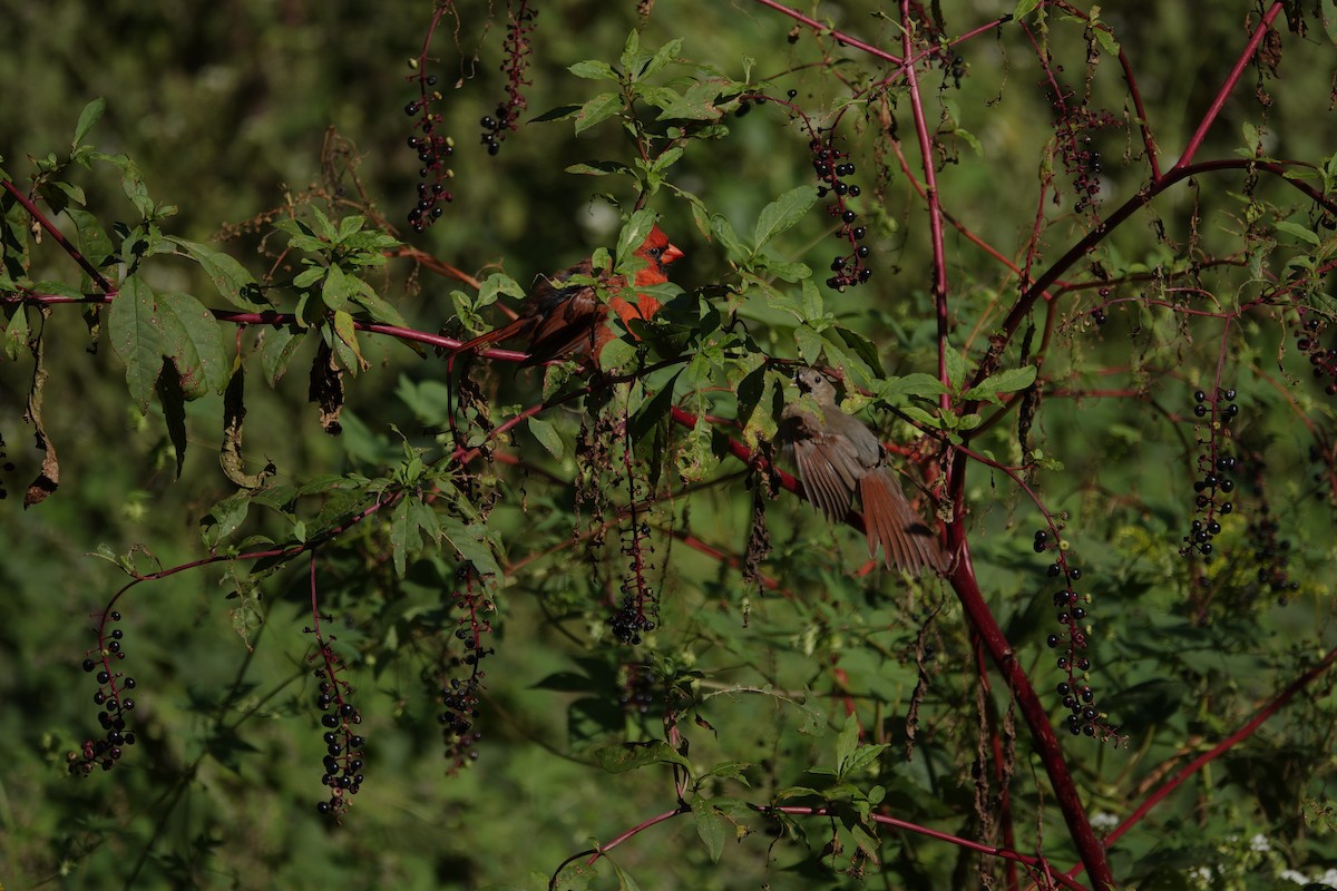 Northern Cardinal - ML642090543