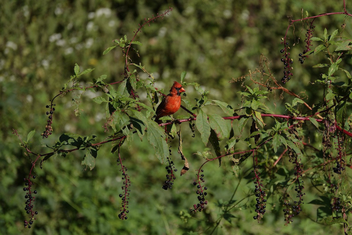 Northern Cardinal - ML642090544